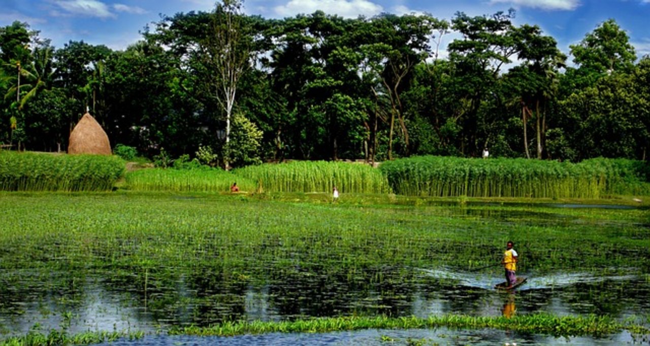 A picture of a local village in Bangladesh, surrounded by a lake and many trees