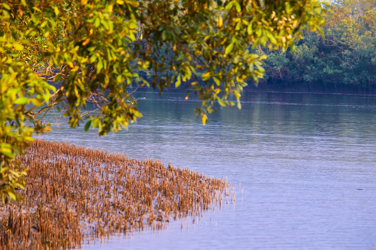 This picture shows many tall trees and a beautiful lake in a village located in Bangladesh